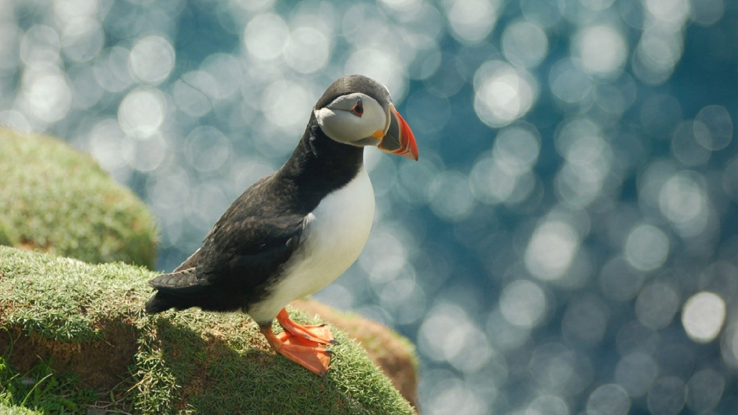 Moments from shetland logo with White silohette puffin on red sun background